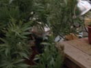 Everwood photo 1 (episode s01e12)