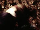 Smallville photo 6 (episode s06e05)