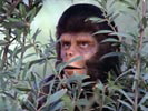 The Planet of the Apes photo 1 (episode s01e03)