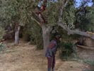 The Planet of the Apes photo 8 (episode s01e08)